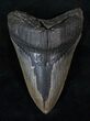 Bargain Lower Megalodon Tooth #13267-1